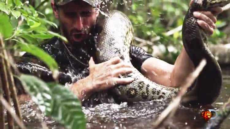 una anaconda gigante devorará a un hombre en discovery