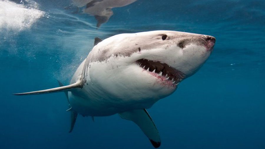 'Infierno Azul', la película que te hará temer el agua tiburon-infierno-azul