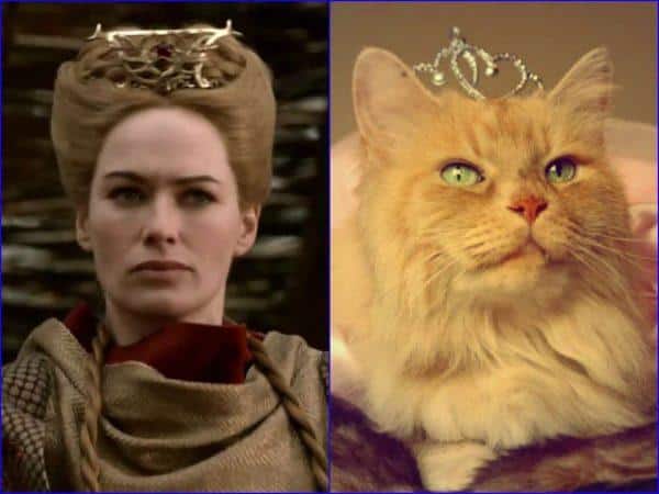 juego de tronos vs gatos