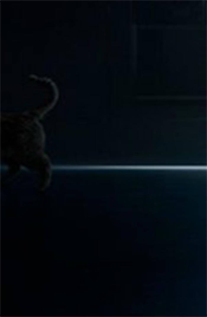 el gato de capitana marvel