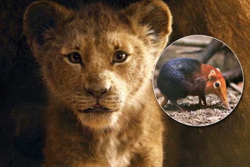 el rey león tendrá un nuevo y misterioso personaje