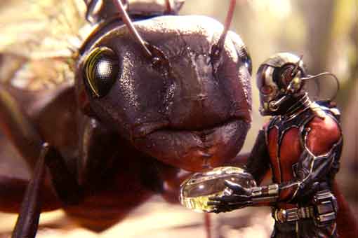 ant-man casi usa un ejército de insectos gigantes en vengadores: endgame