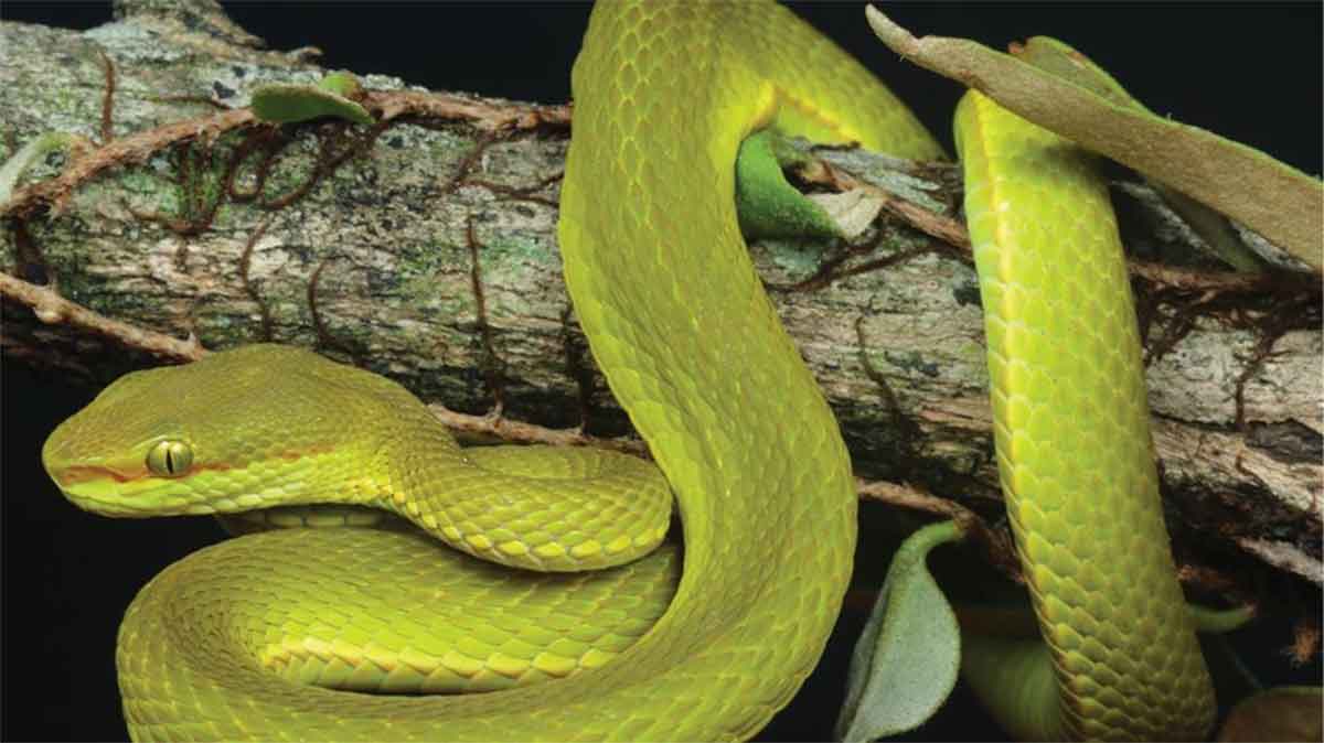 Un tipo de serpiente llevará el nombre de un personaje de Harry Potter