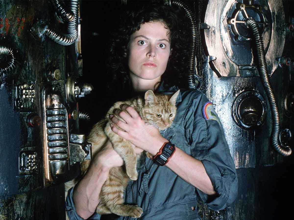 ¿por qué es tan importante el gato de alien?