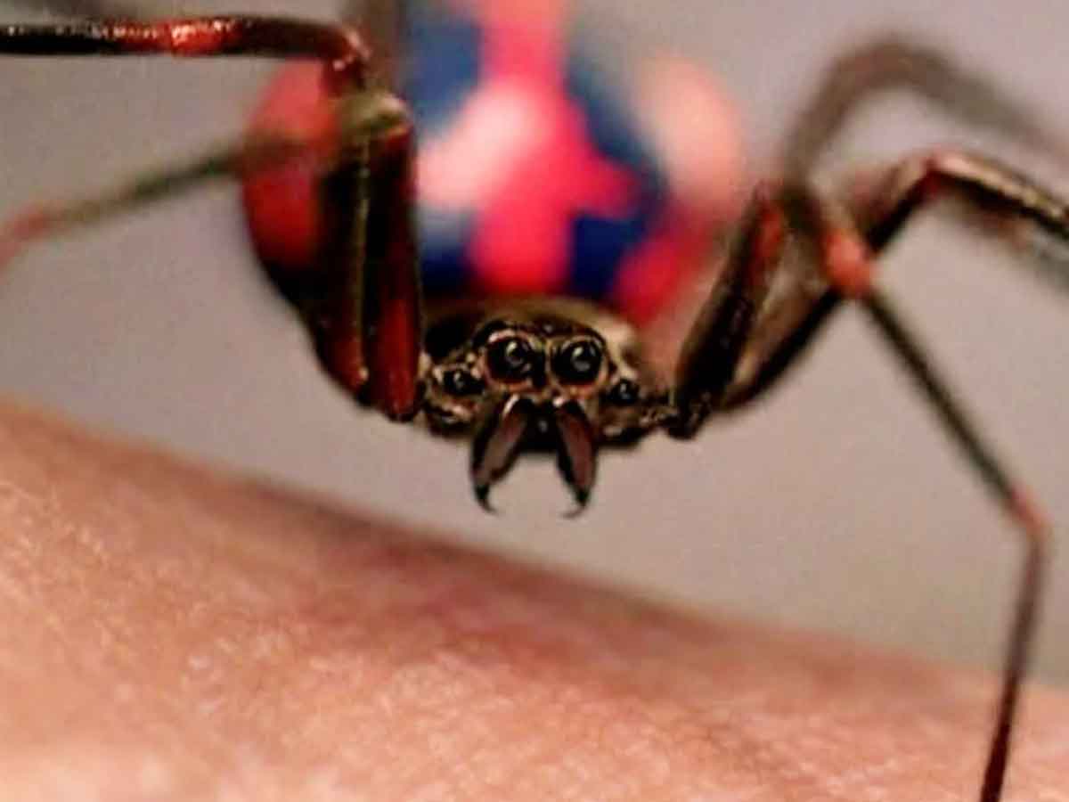araña que pica a spider-man