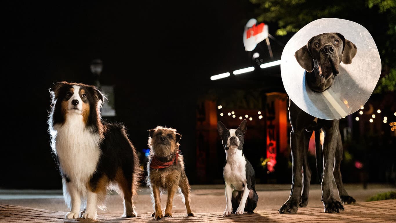 vida perra fotograma