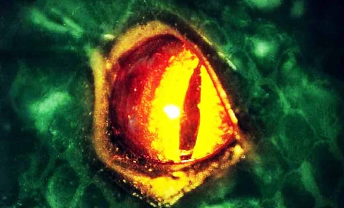 jurassic world rebirth y anaconda 2