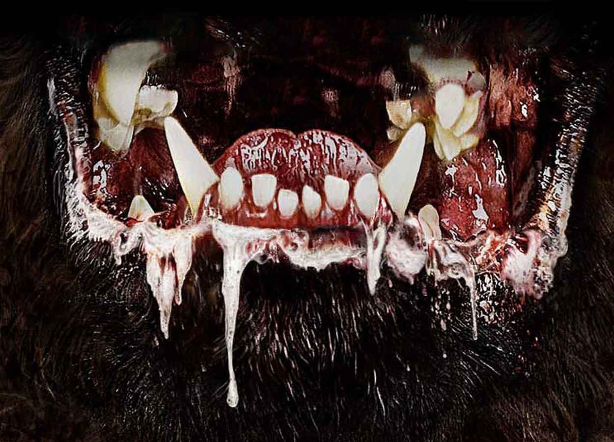 película de terror: cujo