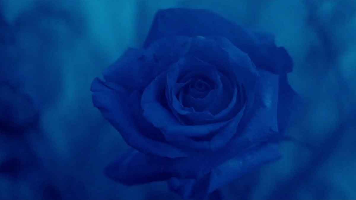 Rosa azul