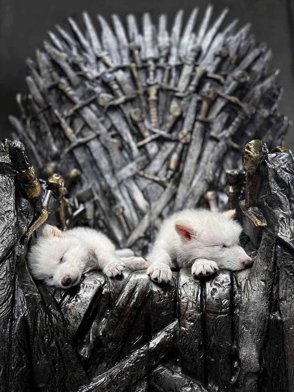 lobo huargo de juego de tronos