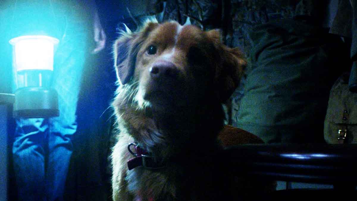 película de terror good boy