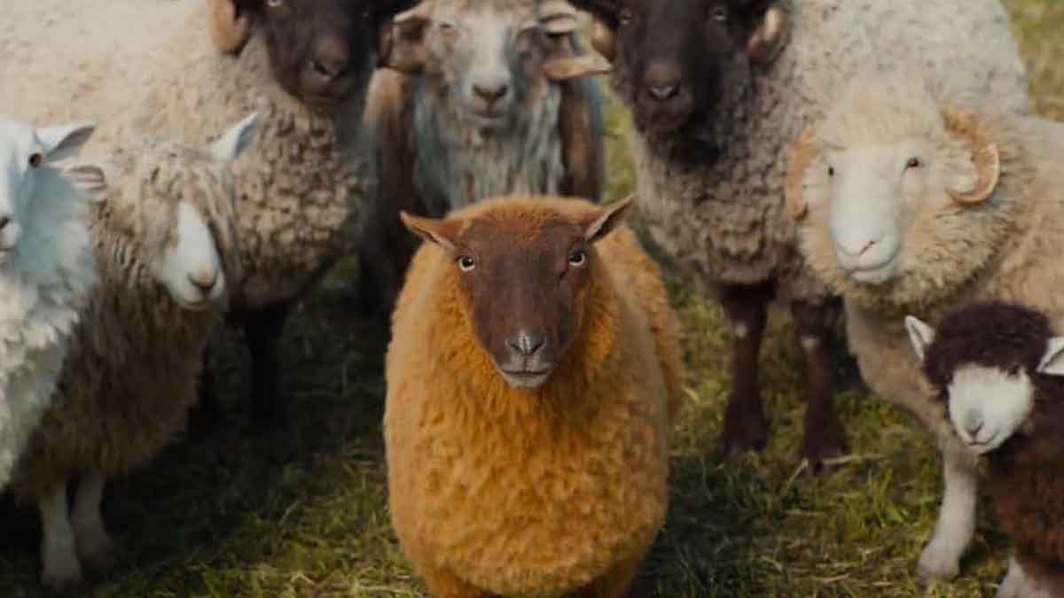 las ovejas detectives