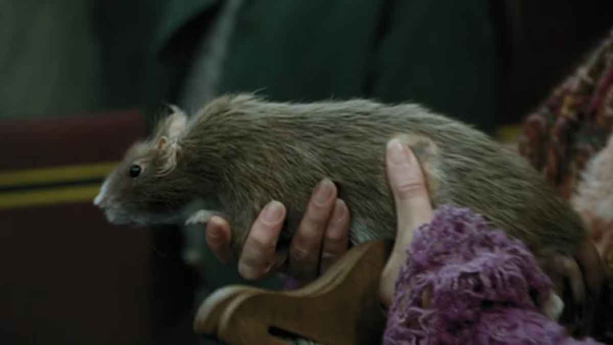 harry potter hbo max